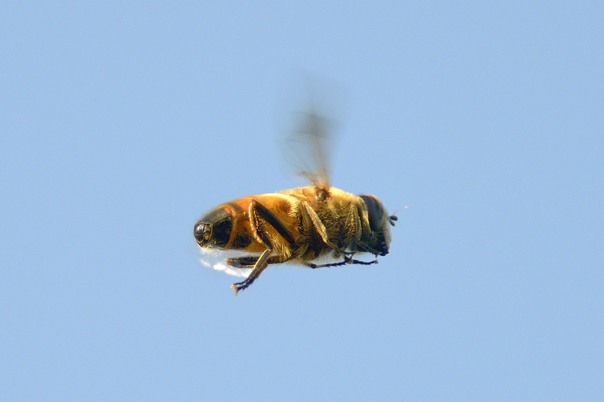 Syrphidae (forse) da determinare